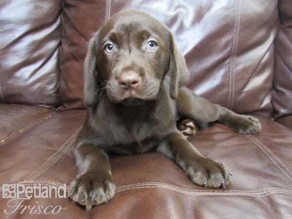 Labrador Retriever-DOG-Female-Chocolate-26113-Petland Frisco, Texas