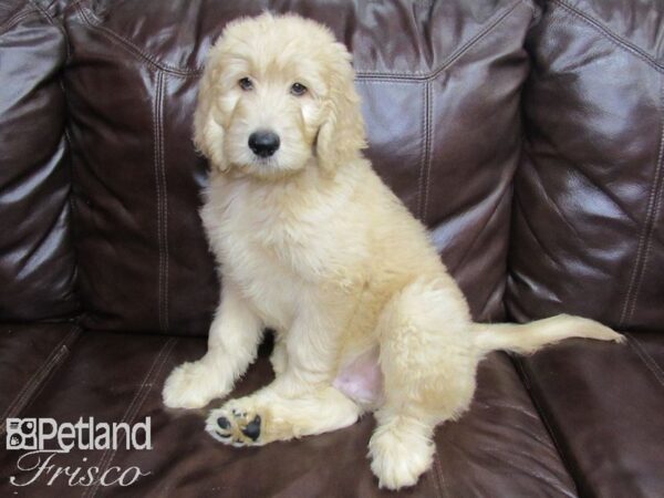 Goldendoodle DOG Male Golden 26112 Petland Frisco, Texas