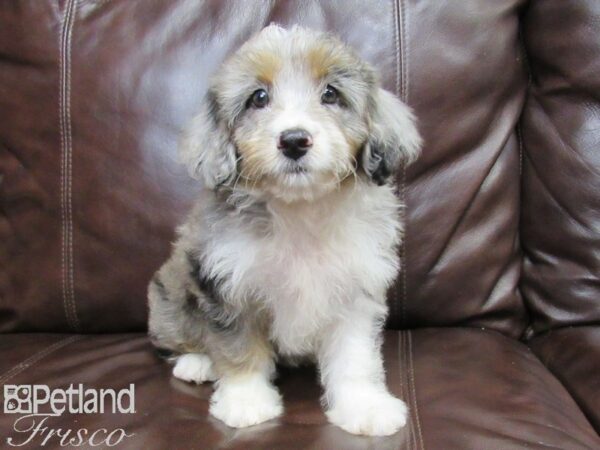 Mini Aussiepoo DOG Female Merle 26137 Petland Frisco, Texas