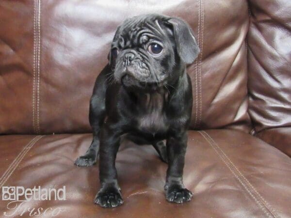 Pug-DOG-Female-Black-26153-Petland Frisco, Texas