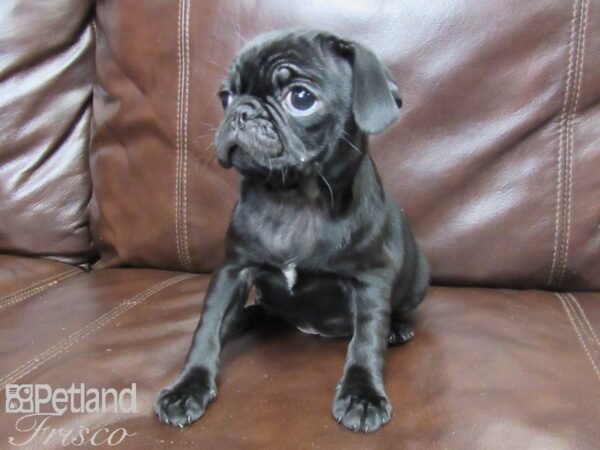 Pug-DOG-Female-Black-26151-Petland Frisco, Texas