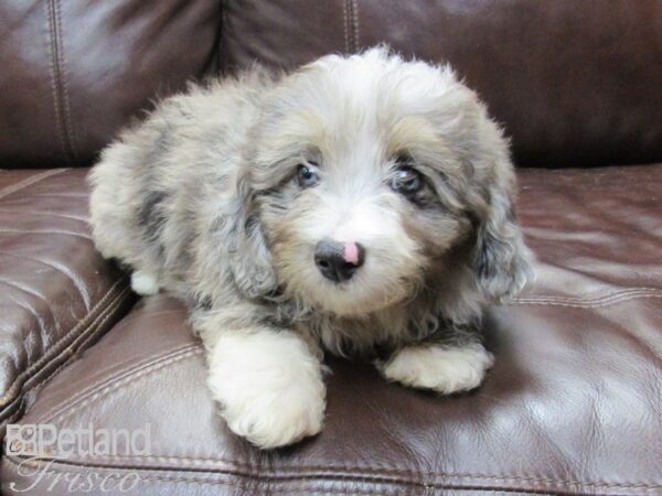 Mini Aussiepoo-DOG-Male-Merle-26139-Petland Frisco & Mckinney, Texas