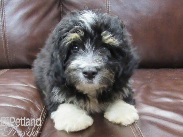 Mini Aussiepoo DOG Male Tri 26140 Petland Frisco, Texas