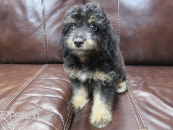 Mini Aussiepoo DOG Female Black and Tan 26141 Petland Frisco, Texas