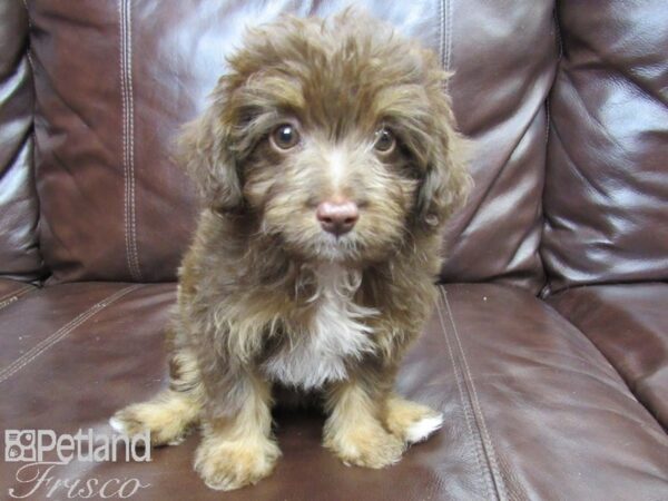 Mini Aussiepoo DOG Female Brown/ tan 26142 Petland Frisco, Texas