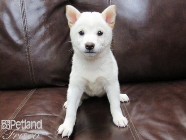 Shiba Inu DOG Female White 26143 Petland Frisco, Texas