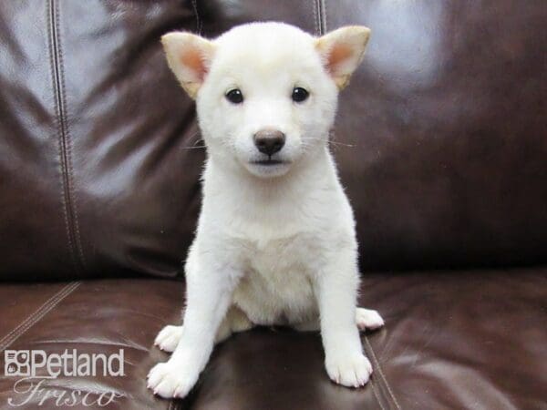 Shiba Inu DOG Female White 26144 Petland Frisco, Texas