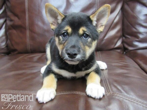 Shiba Inu-DOG-Female-Black and Tan-26146-Petland Frisco & Mckinney, Texas