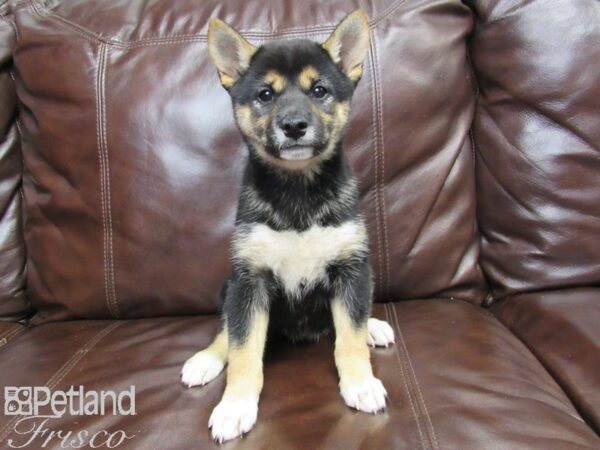 Shiba Inu-DOG-Female-Black and Tan-26147-Petland Frisco & Mckinney, Texas