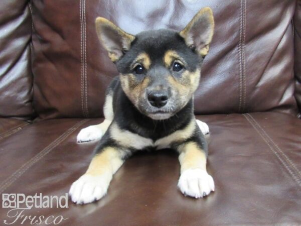 Shiba Inu-DOG-Female-BLK & TAN-26148-Petland Frisco & Mckinney, Texas