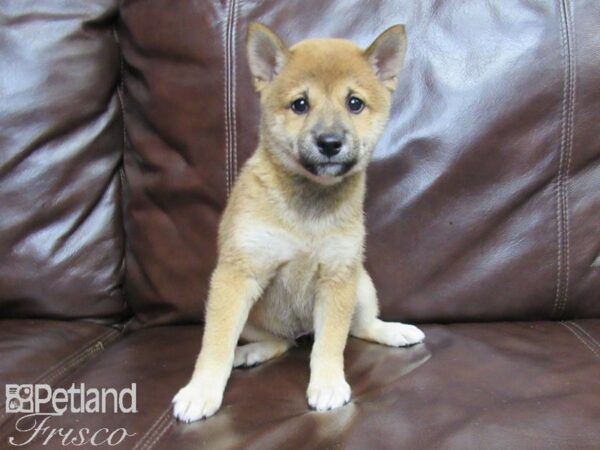 Shiba Inu DOG Female RED 26149 Petland Frisco, Texas