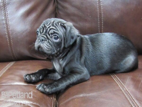 Pug-DOG-Male-Black-26150-Petland Frisco, Texas