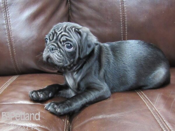 Pug-DOG-Male-Black-26150-Petland Frisco & Mckinney, Texas