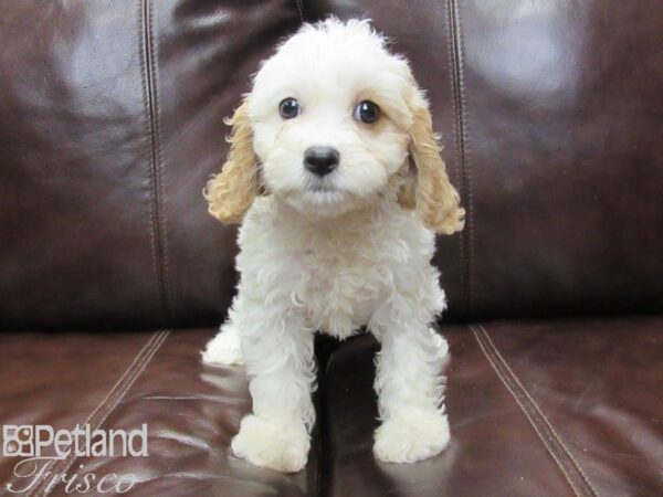 Cava Chon-DOG-Female-Blenheim-26193-Petland Frisco & Mckinney, Texas