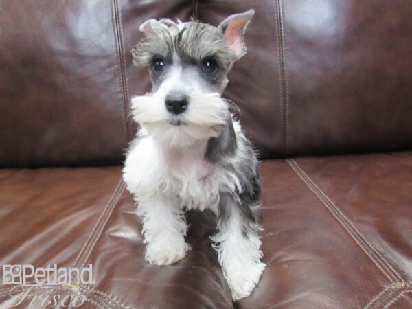 Mini Schnauzer DOG Female PEPPER WHITE 26192 Petland Frisco, Texas