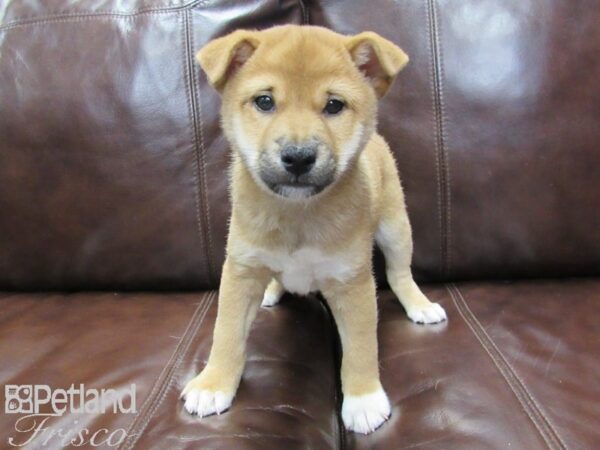 Shiba Inu-DOG-Male-RED-26191-Petland Frisco & Mckinney, Texas