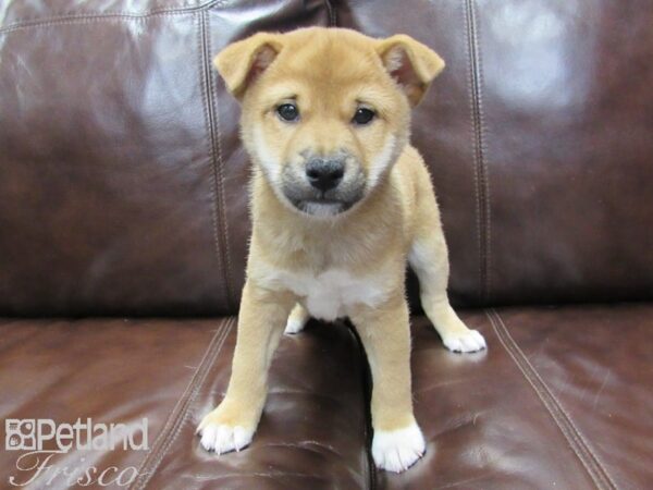 Shiba Inu DOG Male RED 26191 Petland Frisco, Texas