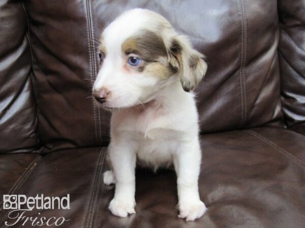 Miniature Australian Shepherd-DOG-Female-RED MERLE-26190-Petland Frisco & Mckinney, Texas