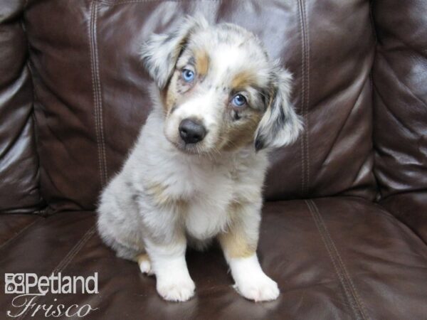 Miniature Australian Shepherd-DOG-Female-BLUE MERLE-26189-Petland Frisco & Mckinney, Texas