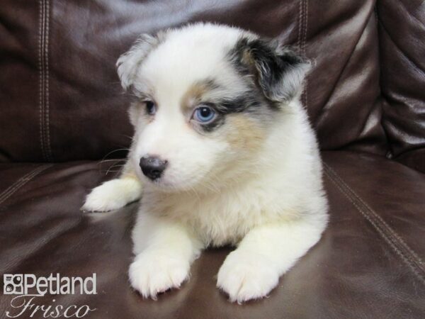 Miniature Australian Shepherd-DOG-Male-BLUE MERLE-26188-Petland Frisco & Mckinney, Texas