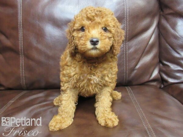 F2 MINI GOLDENDOODLE DOG Female Red 26187 Petland Frisco, Texas