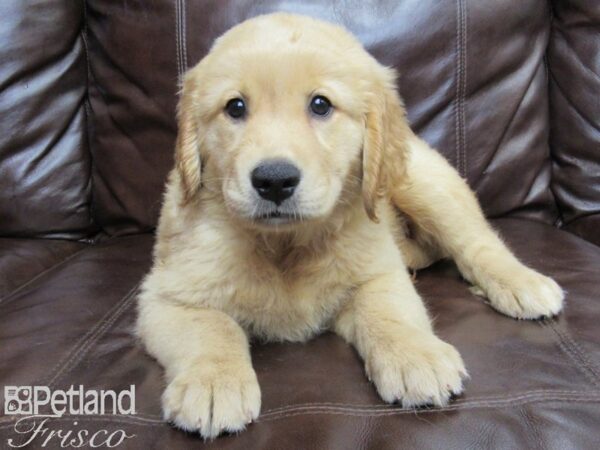 Golden Retriever-DOG-Female-Light Golden-26186-Petland Frisco & Mckinney, Texas