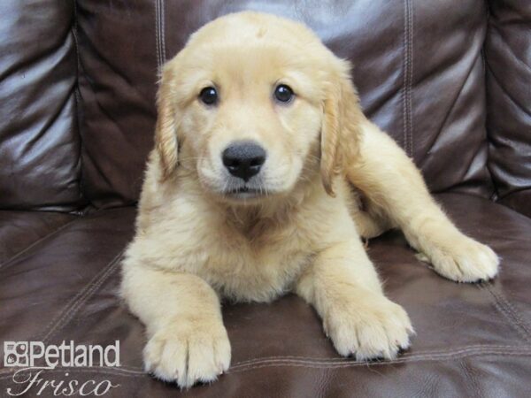 Golden Retriever-DOG-Female-Light Golden-26186-Petland Frisco, Texas