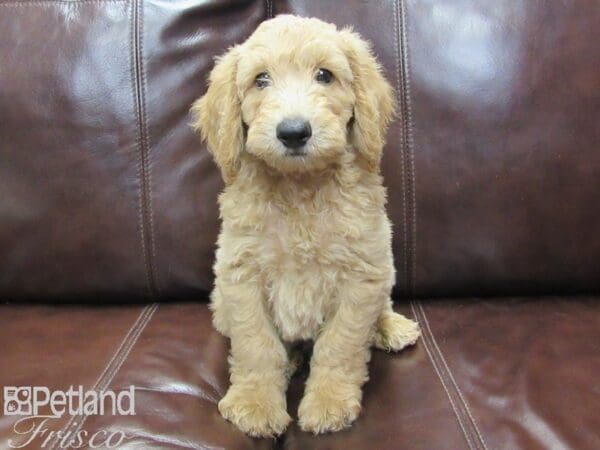 Mini Goldendoodle DOG Male Cream 26185 Petland Frisco, Texas