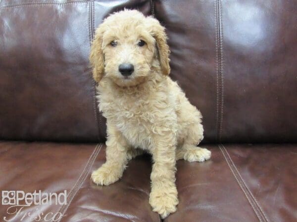 Mini Goldendoodle-DOG-Male-Cream-26184-Petland Frisco, Texas