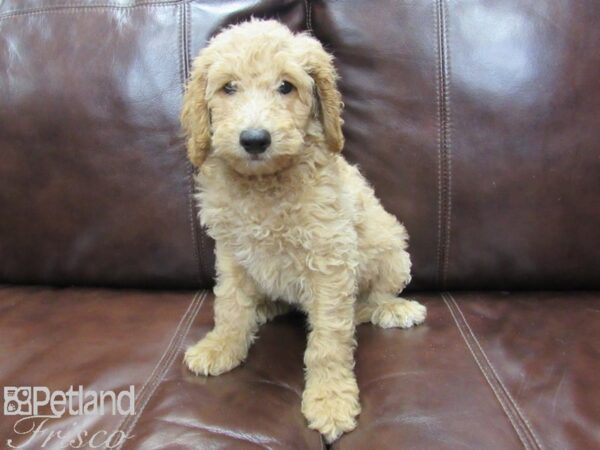 Mini Goldendoodle DOG Male Cream 26184 Petland Frisco, Texas