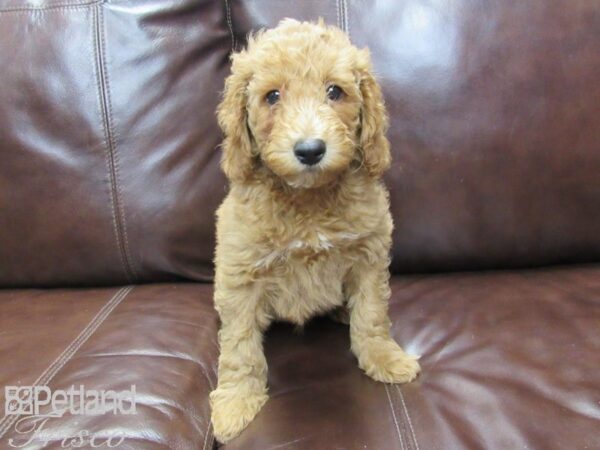 Mini Goldendoodle DOG Male Red 26183 Petland Frisco, Texas