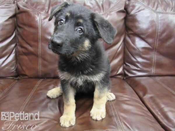 German Shepherd DOG Male Black Tan 26182 Petland Frisco, Texas