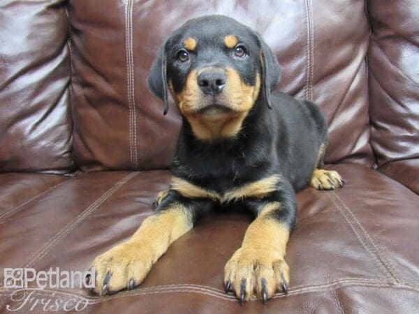 Rottweiler-DOG-Male-Black Tan-26181-Petland Frisco, Texas