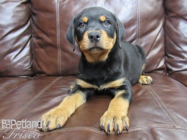 Rottweiler DOG Male Black Tan 26181 Petland Frisco, Texas