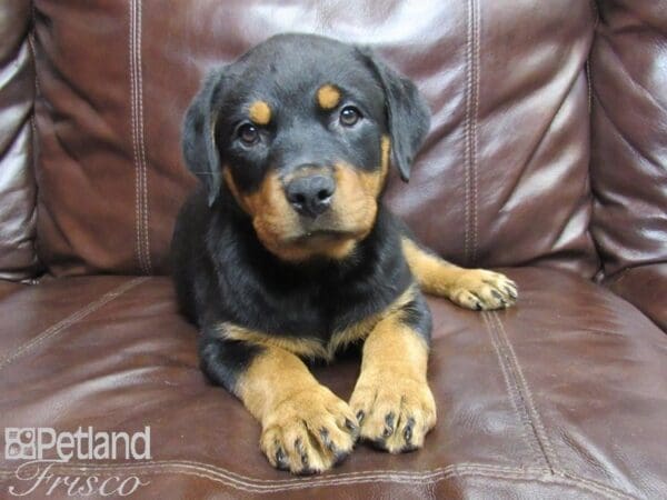Rottweiler DOG Female Black Tan 26180 Petland Frisco, Texas