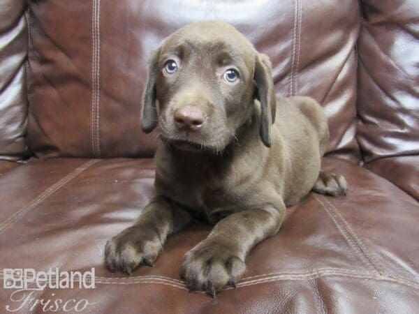 Labrador Retriever DOG Male Chocolate 26178 Petland Frisco, Texas