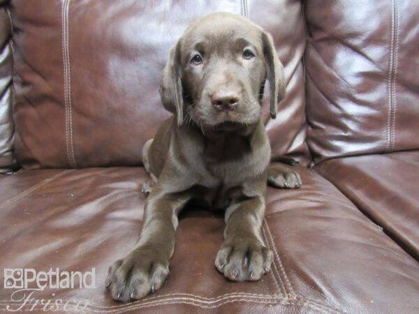 Labrador Retriever-DOG-Female-Chocolate-26177-Petland Frisco & Mckinney, Texas