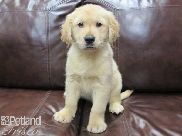 Golden Retriever-DOG-Male-Golden-26176-Petland Frisco & Mckinney, Texas