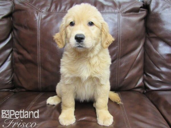 Golden Retriever-DOG-Female-Golden-26175-Petland Frisco & Mckinney, Texas