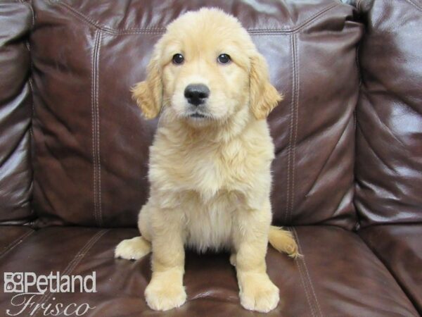 Golden Retriever-DOG-Female-Golden-26175-Petland Frisco, Texas