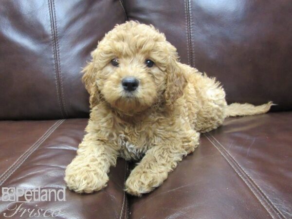 F2 MINI GOLDENDOODLE DOG Female Red 26174 Petland Frisco, Texas