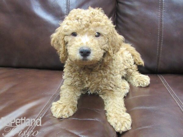 F2 MINI GOLDENDOODLE DOG Male Red 26172 Petland Frisco, Texas