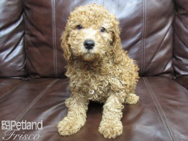 F2 MINI GOLDENDOODLE DOG Male Red 26171 Petland Frisco, Texas