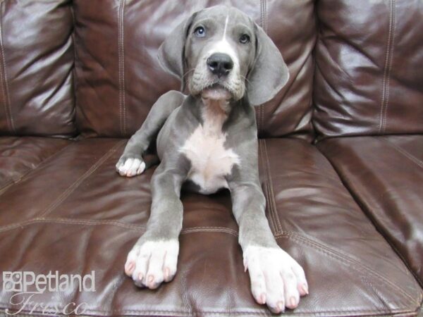 Great Dane-DOG-Male-Blue-26170-Petland Frisco & Mckinney, Texas