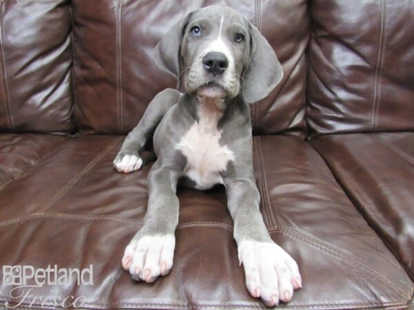 Great Dane DOG Male Blue 26170 Petland Frisco, Texas