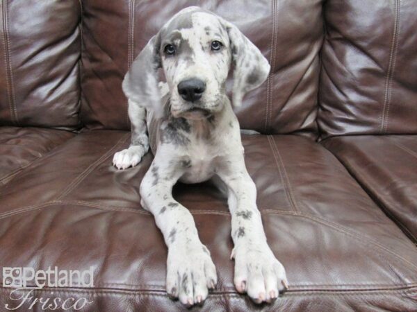 Great Dane DOG Female Merle 26169 Petland Frisco, Texas