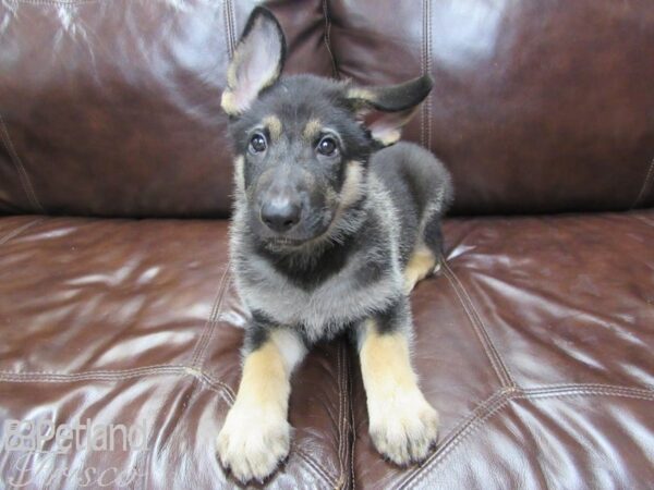 German Shepherd-DOG-Male-Blk & Tan-26168-Petland Frisco, Texas