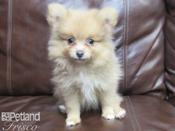 Pomeranian-DOG-Female-Sable-26167-Petland Frisco, Texas