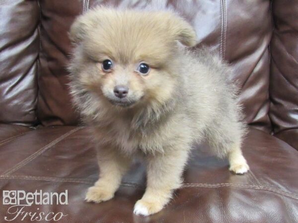 Pomeranian DOG Female Sable 26166 Petland Frisco, Texas