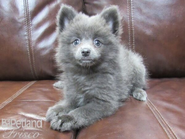 Pomeranian-DOG-Female-Blue-26165-Petland Frisco & Mckinney, Texas